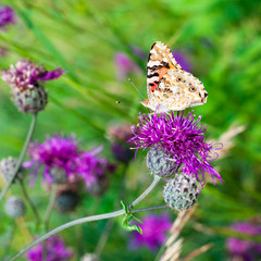 Wall Mural - Painted lady butterfly on blooming purple thistle flower close up side view, Vanessa cardui on blurred green grass background macro, beautiful bright butterfly on summer sunny floral field, copy space