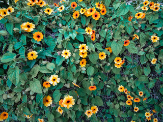 Hedge of a green climbing plant with yellow and orange flowers in natural light