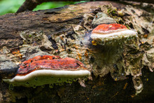 A Pair Of Bracket Fungus Ganoderma Applanatum On Deat Tree Trunk With Leading Water Drops. Closeup With Selective Focus.