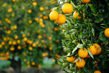 Valencia Oranges Hanging From Tree With More Laden Trees In Blurred Orchard Background.