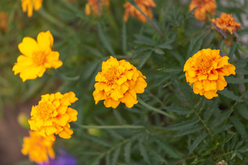 Naklejka na meble aster, background, beautiful, beauty, bed, bipinnatus, bloom, blooming, blossom, bokeh, botany, bright, calm, closeup, color, colorful, cosmos, cosmos flowers, countryside, decorative, environment, fi