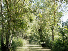 Balade Dans Le Marais Poitevin. Le Long Du Canal De Forges, Sous Les Frènes Et Peupliers Verdoyant