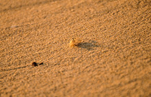 Ghost Crabs Run To Find Shelter On The Sand.