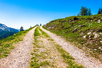 Poster - road at a forest