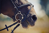 Fototapeta Konie - Nose sports brown horse in the bridle. Dressage horse.
