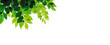 © ArtBackground - Green leaves isolated on white background with copy space
