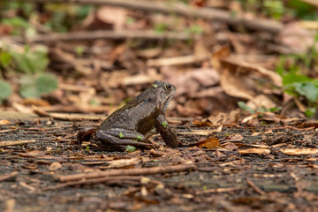 Wall Mural - Common Frog on the Ground in the Woods