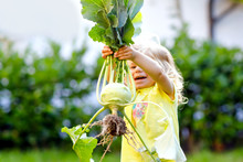 Cute Lovely Toddler Girl With Kohlrabi In Vegetable Garden. Happy Gorgeous Baby Child Having Fun With First Harvest Of Healthy Vegetable. Kid Helping Parents. Summer, Gardening, Harvesting