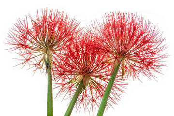  Powder Puff Lily or Blood Flower on White Background