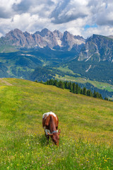 Wall Mural - cow grazing on meadow in the alps