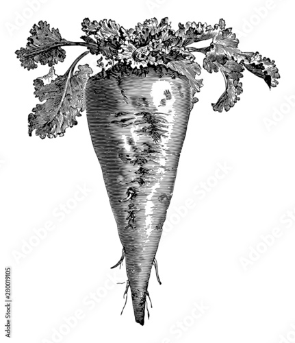 Vintage Illustration Of Sugar Beet Buy This Stock Vector And