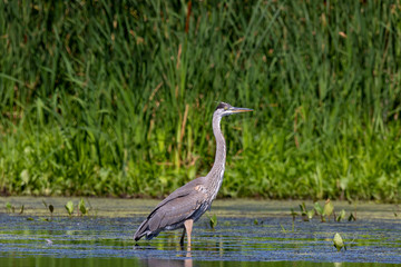 Sticker - The great blue heron (Ardea herodias), young bird in  swamp