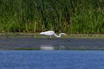 Sticker - The great egret (Ardea alba),state conservation area in Wisconsin