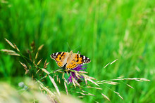 Painted Lady Butterfly On Blooming Purple Thistle Flower Close Up Top View, Beautiful Orange Vanessa Cardui On Blurred Green Grass Summer Field And Violet Blossom Burdock Background Macro, Copy Space
