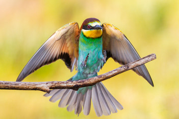 Wall Mural - wild beautiful colorful bird perched on a branch