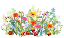 Horizontal Autumn’s Border: Marigold, Thistles, Gerbera, Daisy Flowers, Small Green Twigs, Red Berries On White Background. Digital Draw, Illustration In Watercolor Style, Panoramic View, Vector