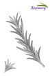 Rosemary branch.  Hand drawn vector illustration - Vector