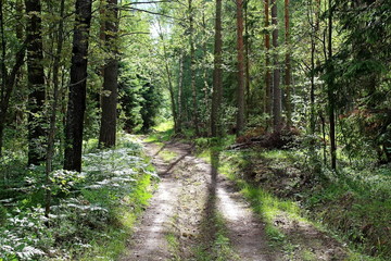 Fototapeta a forest consisting of a wide variety of coniferous and deciduous plants on a sunny summer day. a unique image of wildlife.
