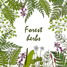 Forest Ferns And Herbs Set