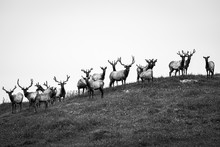 Elk On Hill