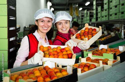 Cuadros en Lienzo Two female standing with crates of ripe apricots