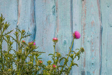 Flowering Burdock On The Background Of The Old Shabby Wooden Blue Fence