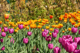 Fototapeta Tulipany - Beautiful pink and yellow tulip fields in spring, natural background