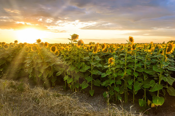 Sunflower field at sunset. Blooming yellow sunflowers against a colorful sky with sunrays of setting sun. Summer rural landscape. Concept of rich harvest