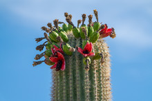 Saguaro Cactus Fruit On Top Against Sky