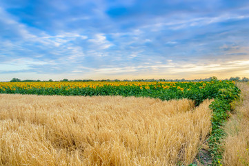 Wheat field and sunflowers at sunset. Yellow ripe wheat kernels ready for harvesting. Sunflower field on horizon. Summer rural landscape. Concept of rich harvest