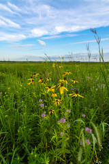 Pinnate Prairie Coneflowers