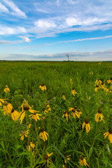 Pinnate Prairie Coneflowers