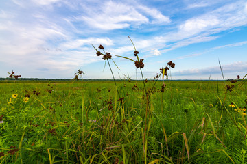 Summer vegetation