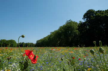 Colourful wild flowers, photographed during the July 2019 heatwave in Gunnersbury Park, London UK. 