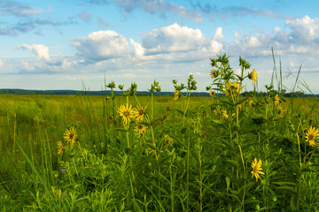 Yellow Compass Plant flowers