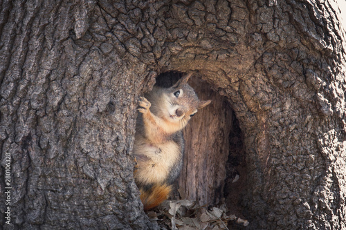 Cuadros en Lienzo Squirrel's salute / Istanbul / TURKEY