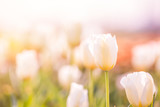 Fototapeta Tulipany - Tulip in Spring under sun ray, Beautiful and colourful tulip on sun light.