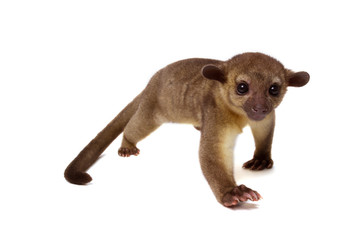 Kinkajou, Potos flavus, tropical animal isolated on white bakground . Mammal from Costa Rica.