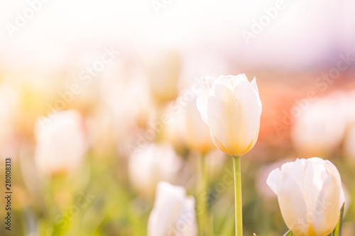 Fotografía Tulip in Spring under sun ray, Beautiful and colourful tulip on sun light