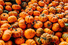 Large Piles Scattering Of Orange Small Pumpkins And Gourds At A Pumpkin Patch In October For A Fall Festival