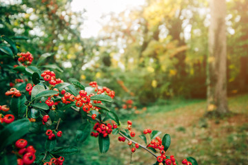 small red berries on a bush outside in the fall. winter plant blooming for christmas