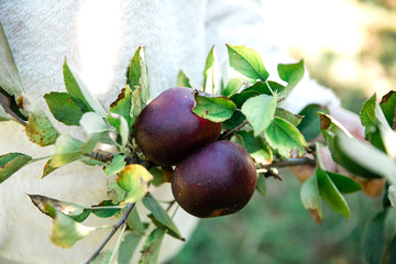 Dark red apples in a girl’s hands in the autumn at an orchard in the Georgia Mountains