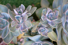 Decorative Pattern Ov Silver Blue And Pink Succulent, Top View.