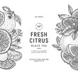 © Maria - Fresh citrus vintage design template. Engraved  botanical style illustration. Vector illustration