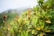 © localcinema - Close up leaves of the Caucasian rhododendron. Natural light, shallow focus, horizontal image. Light coloured bvackground
