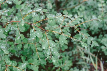 Wall Mural - Closeup of leaves with water drops and a blurred natural background