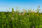 Fototapeta  - Summer wildflowers