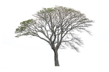 Tree isolated