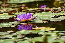 Purple Water Lily In Pond