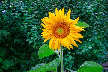 Fotomurales - Sunflower in the garden.